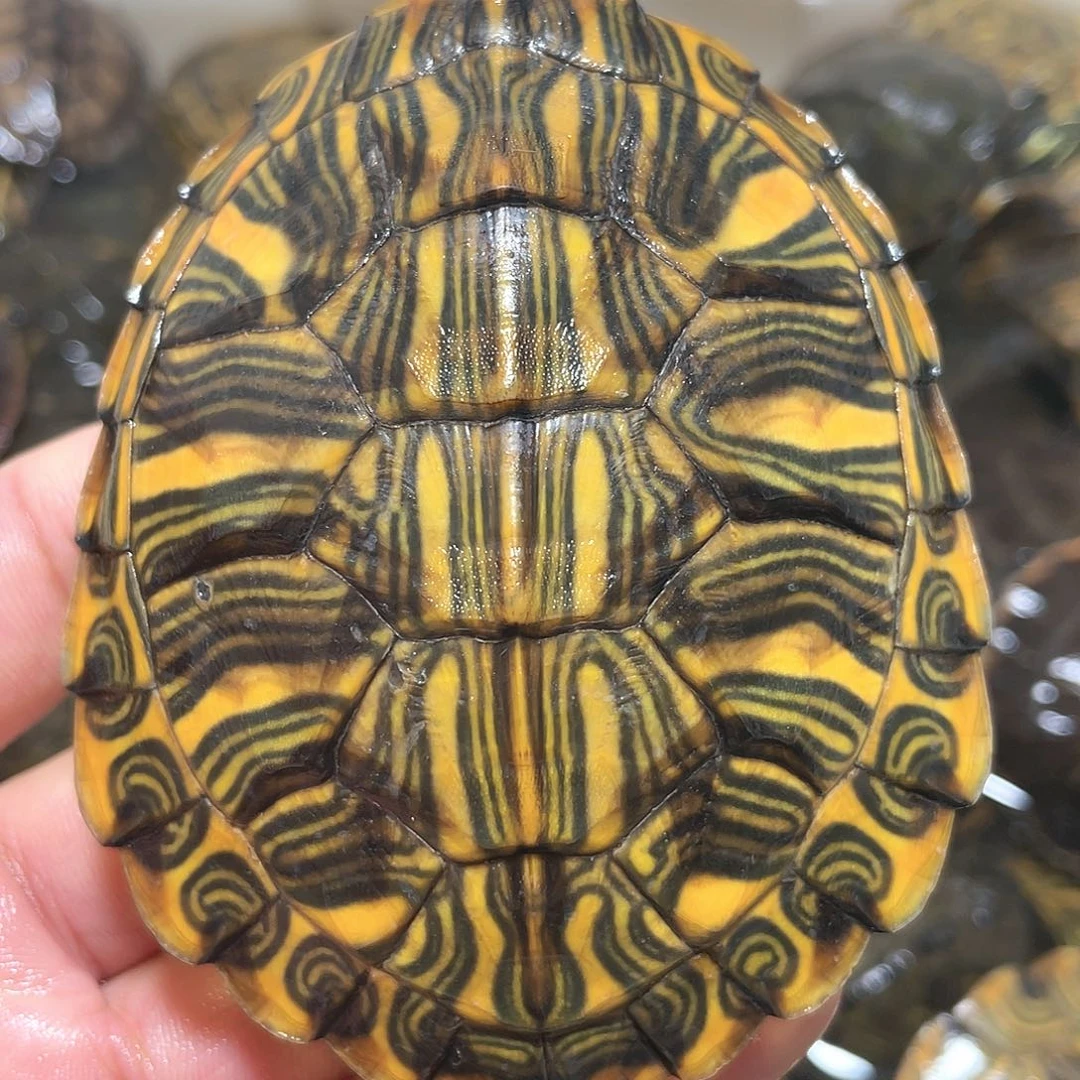 宠物龟不分公母8.4