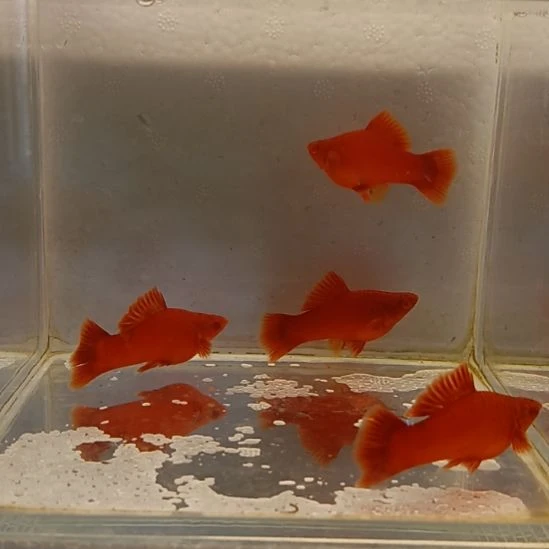 红剑鱼高鳍红剑观赏鱼