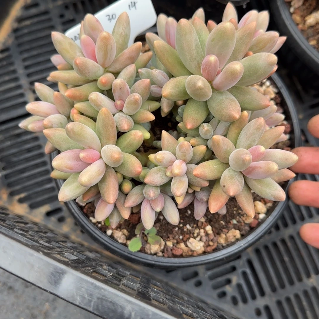 一物一拍糖果美人14