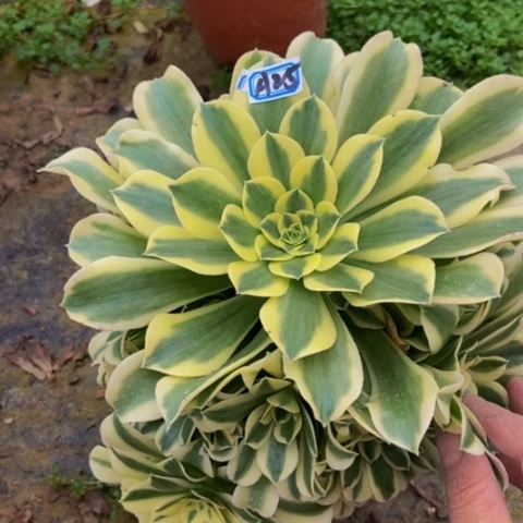 绿豆沙有老伤多肉植物25多肉