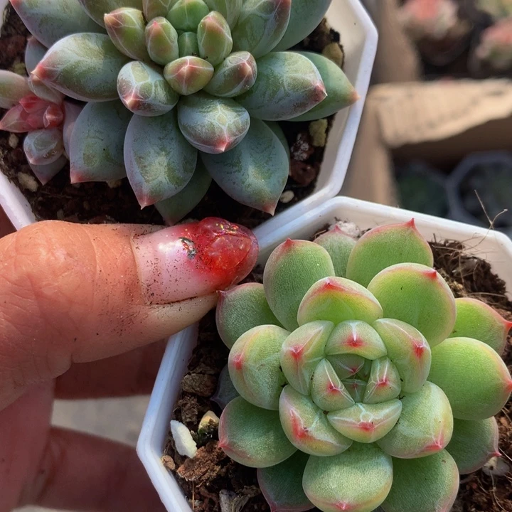 雪花珍妮  雪花美人  包邮