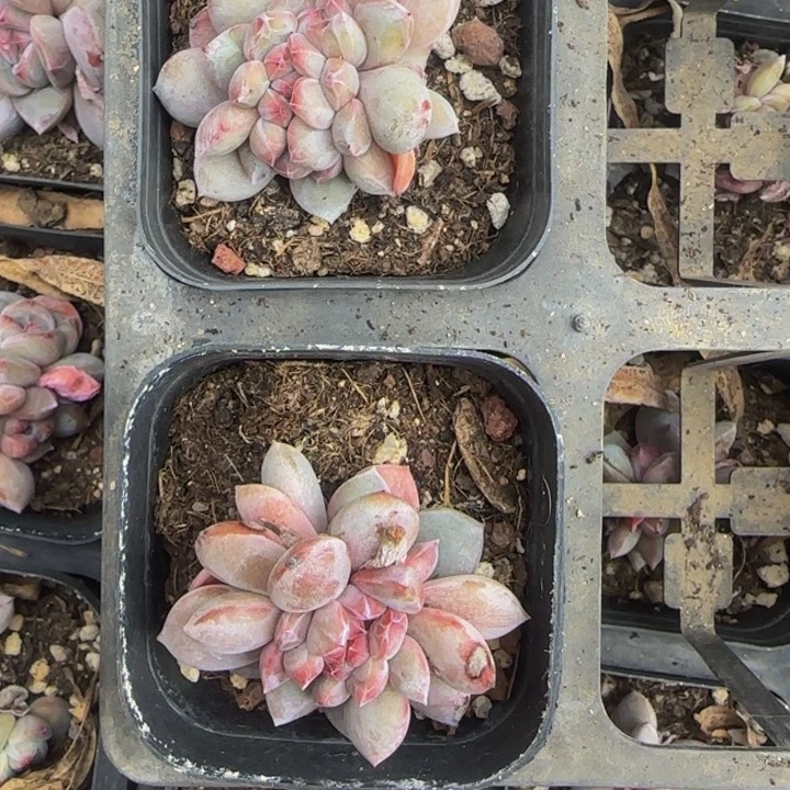 浅**然058号2颗优选星影缀化