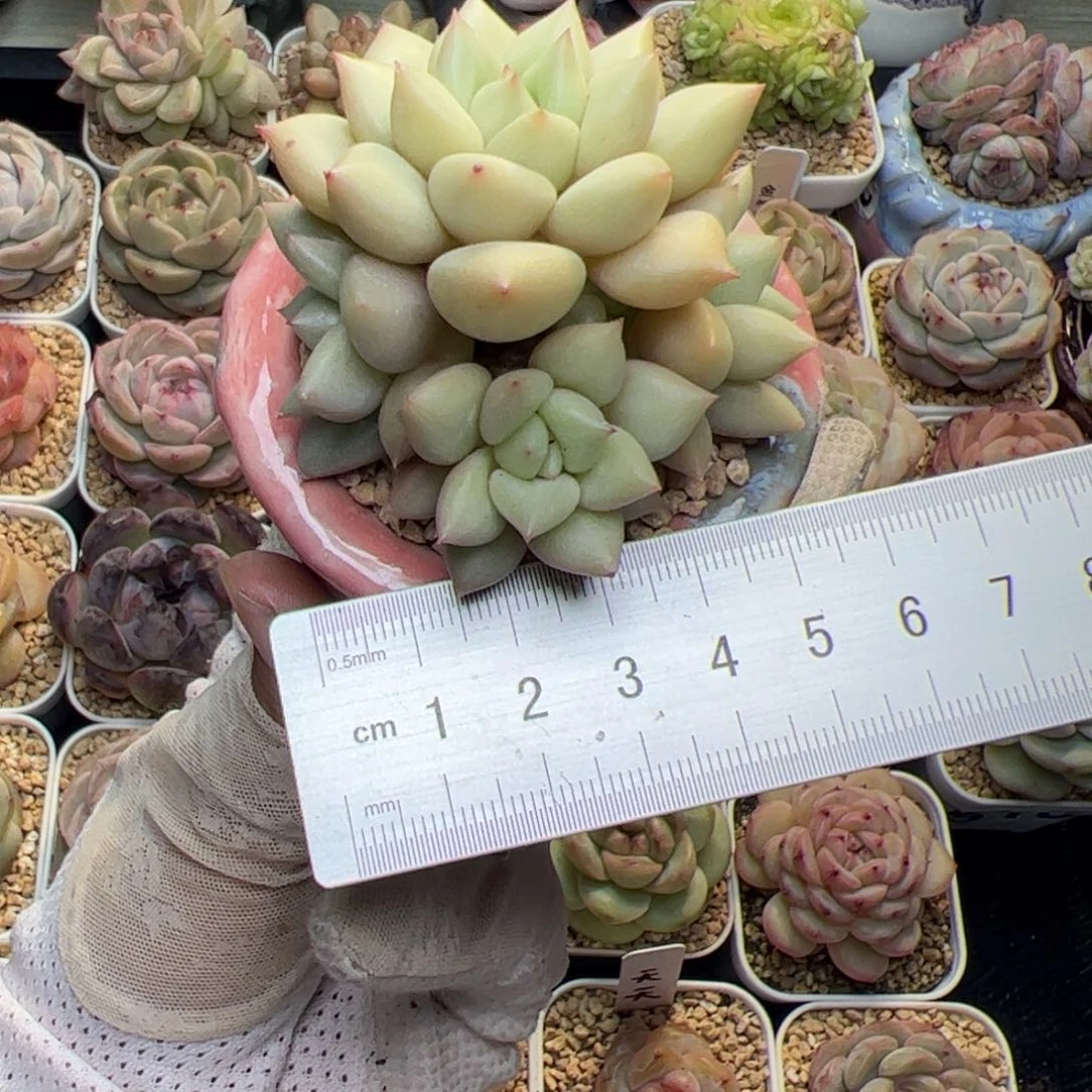 এ****007 多肉植物组合