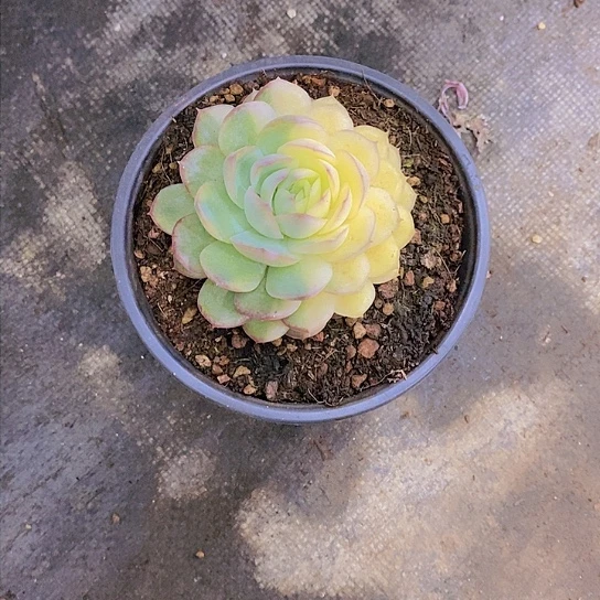 I**s草莓冰锦多肉植物