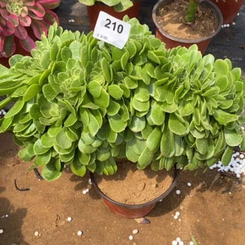 绿杨蓉缀一物一拍