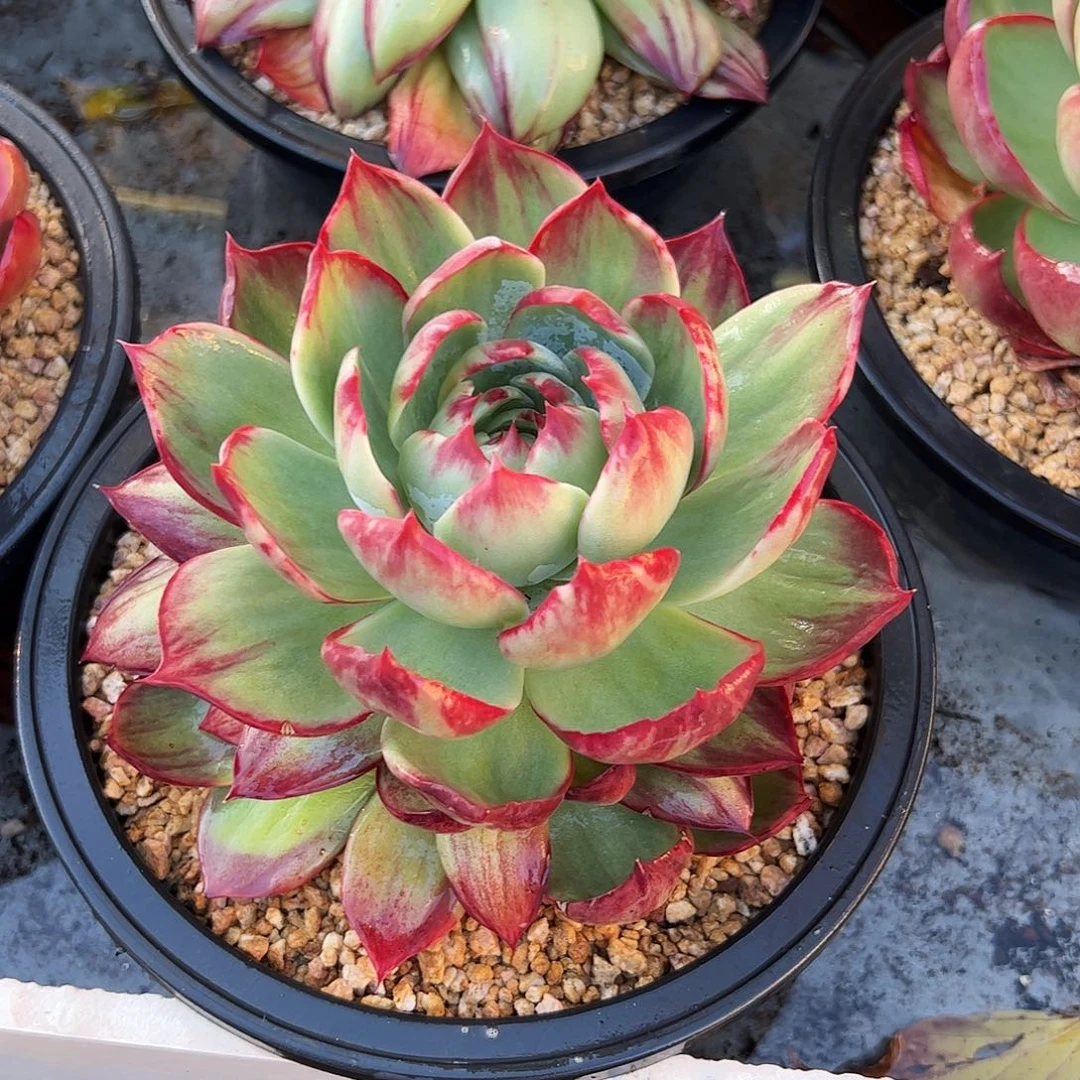 橙***绿惊鸿仙子一物一拍6007号