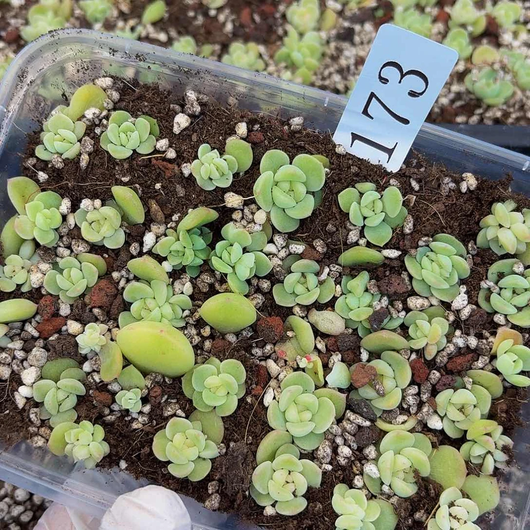 月**盐多肉植物多肉植物173