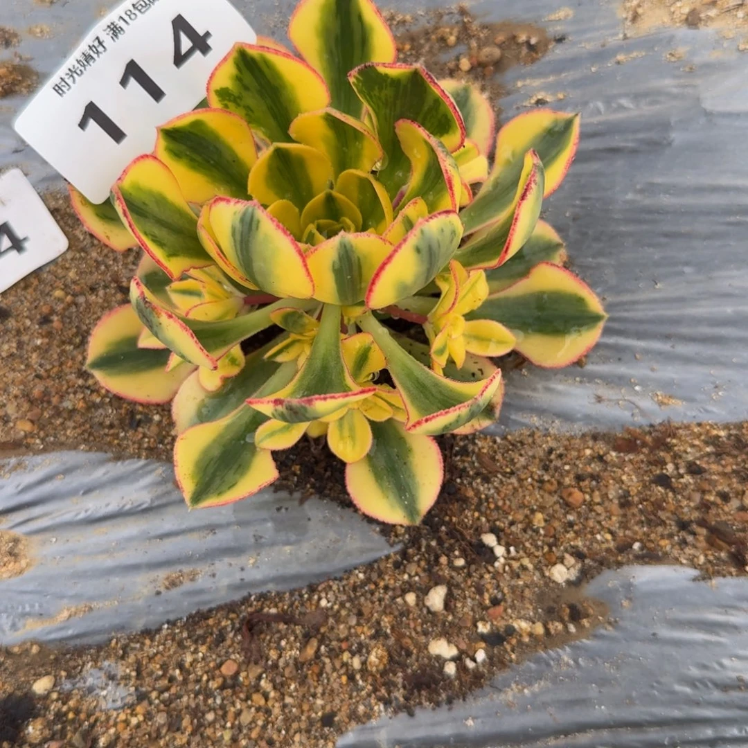 守***福114太阳神。多肉植物