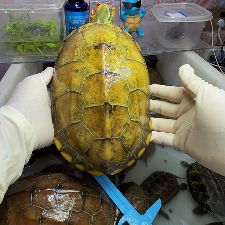 公母搭配宠物龟用****8