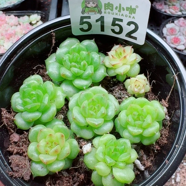 多肉植物多肉植物