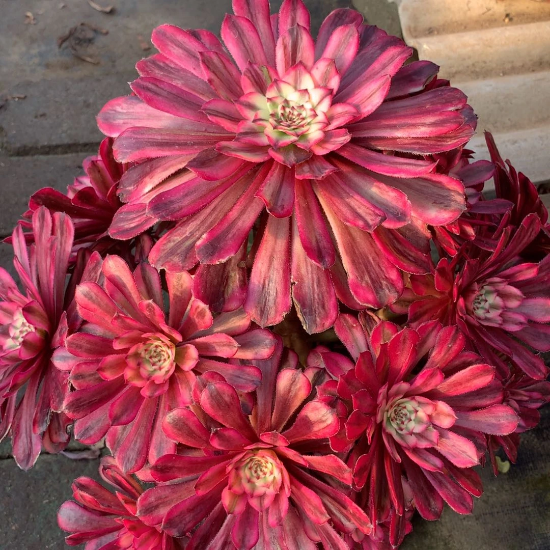 颜如玉，多肉植物的