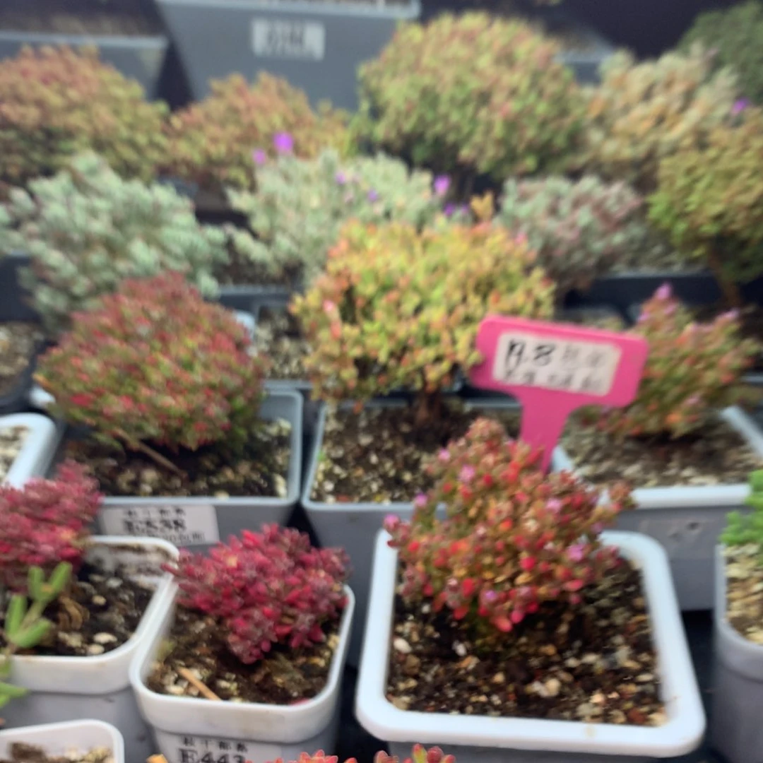 婷*548红宝石 。