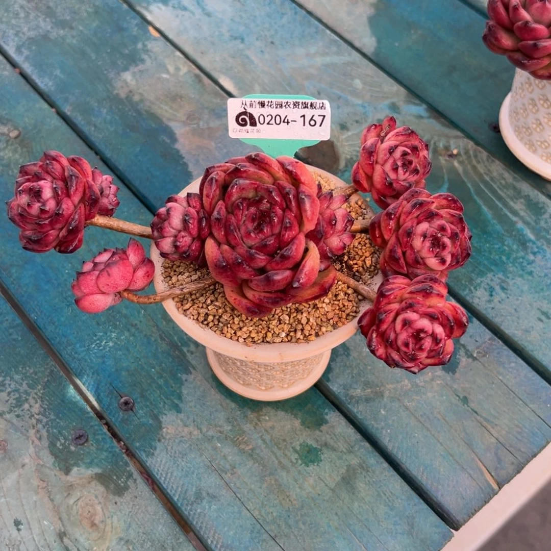 飞**天多肉一物一拍0205-167带盆