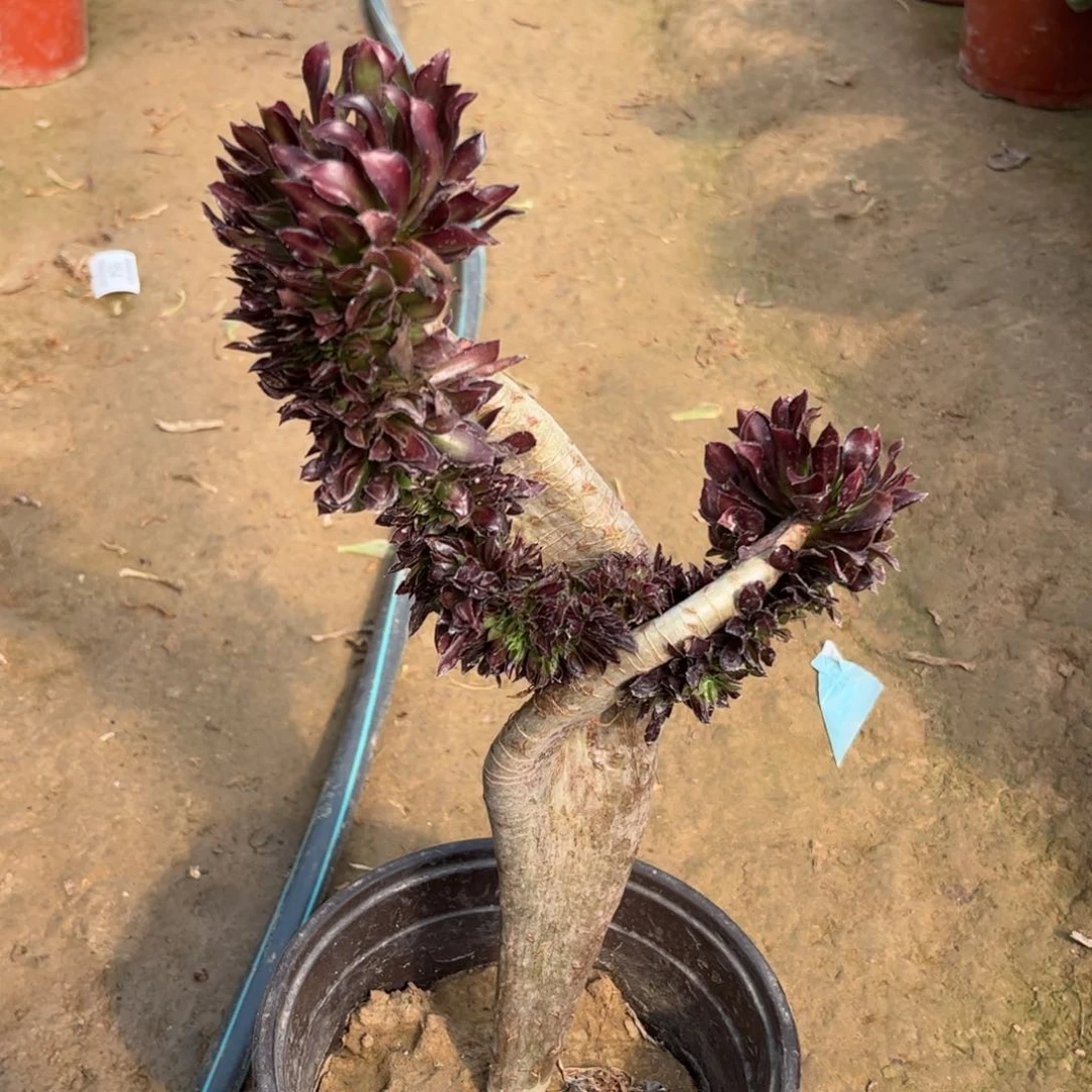 383黑法师缀化多肉植物