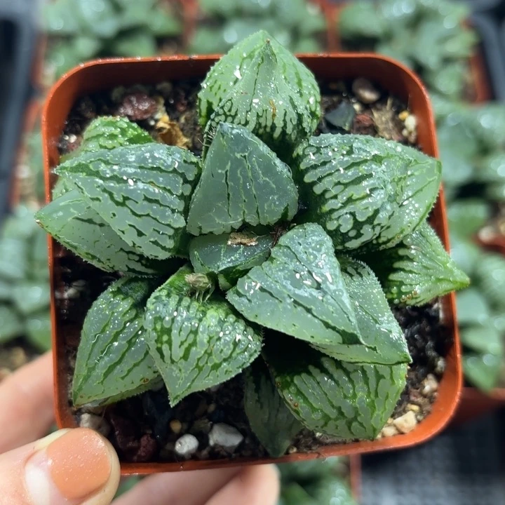 马丽丽女王多肉植物