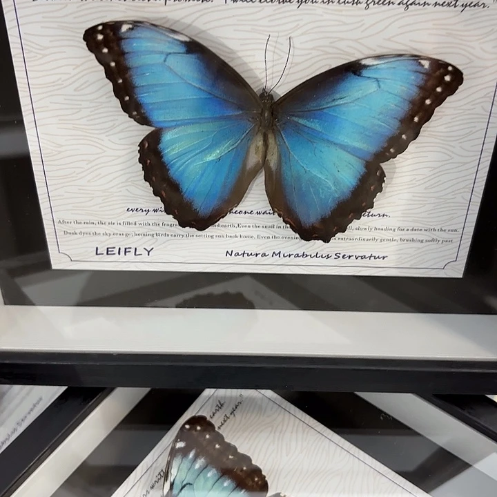 十寸新背景海伦闪蝶