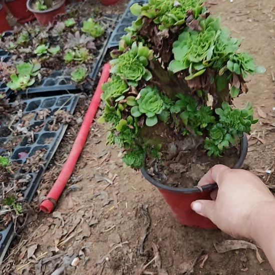 绿羊绒缀加急法师20
