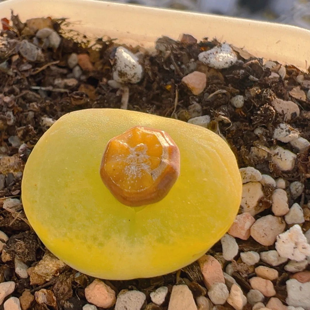 107多肉植物百科知识