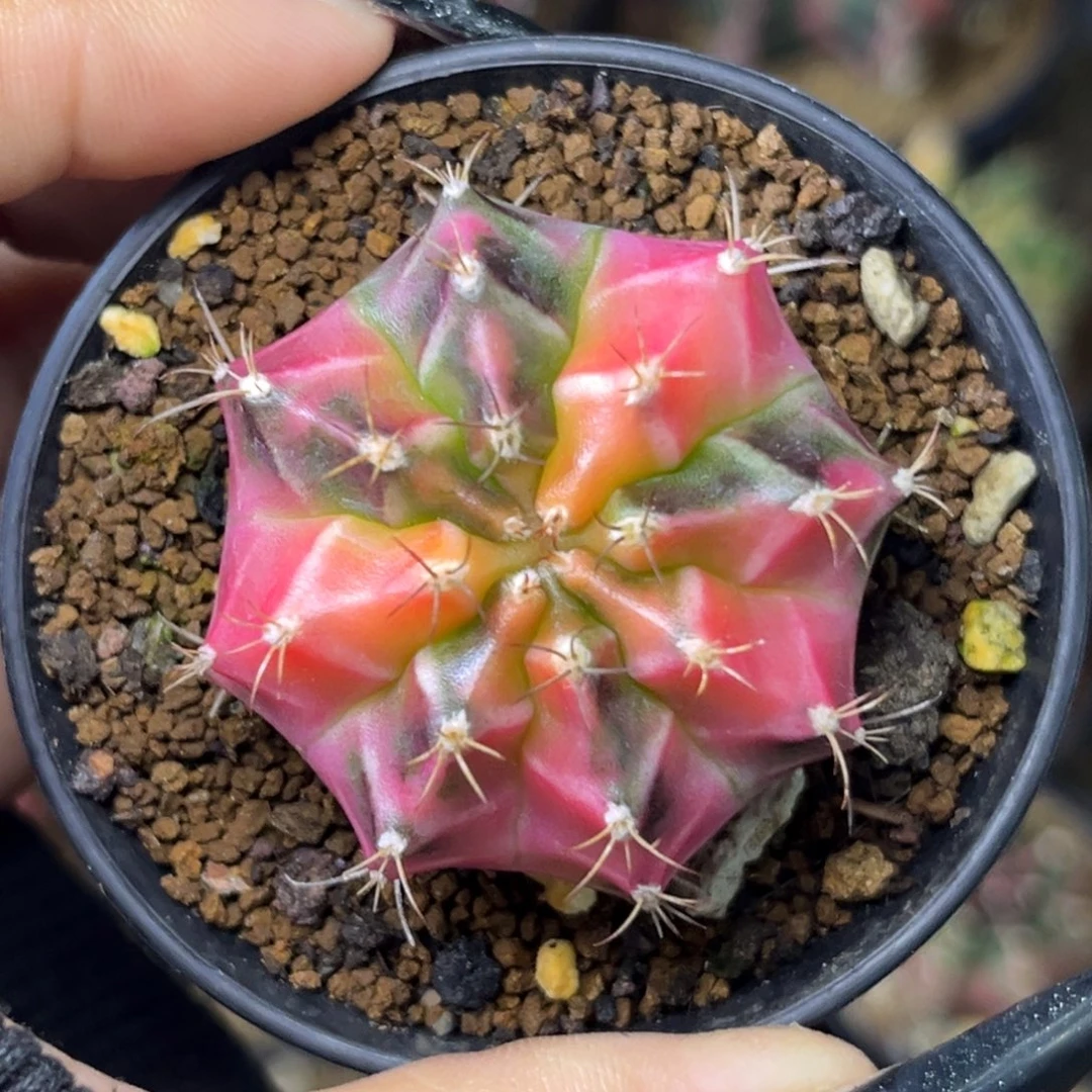 侧牙米哈锦 带盆土发货