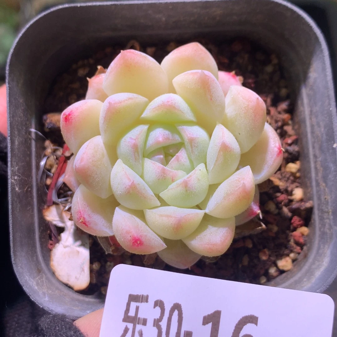 乐然30-16 明月心