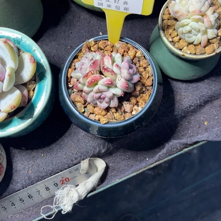 薏*仁多肉植物111111