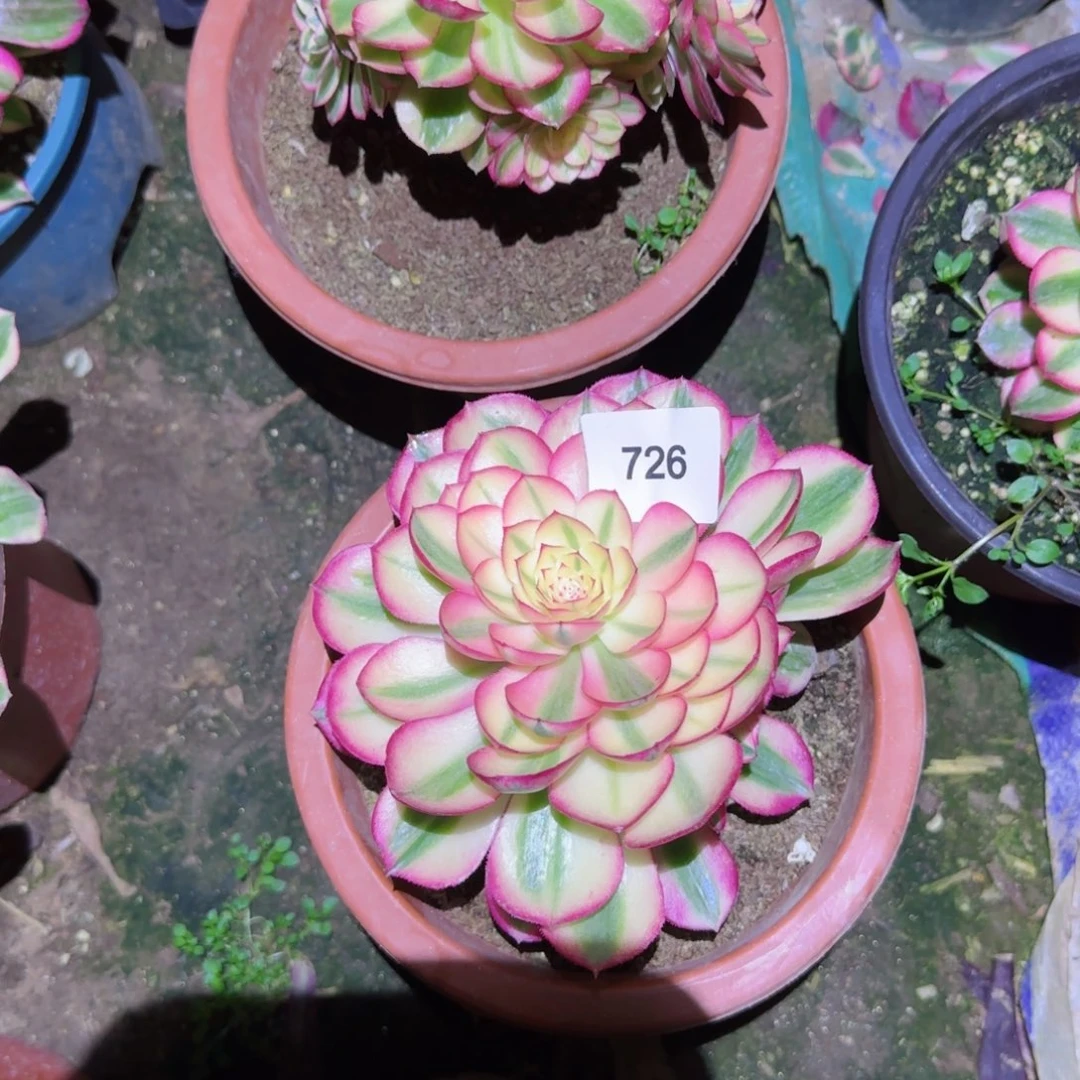 ?***呀倾城法师多肉726