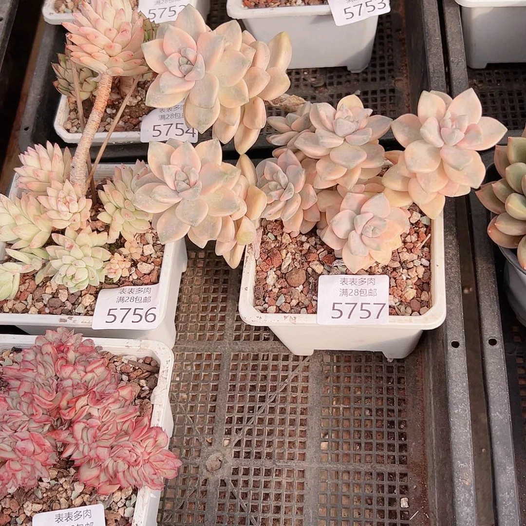 匠****摄多肉一物一拍5757