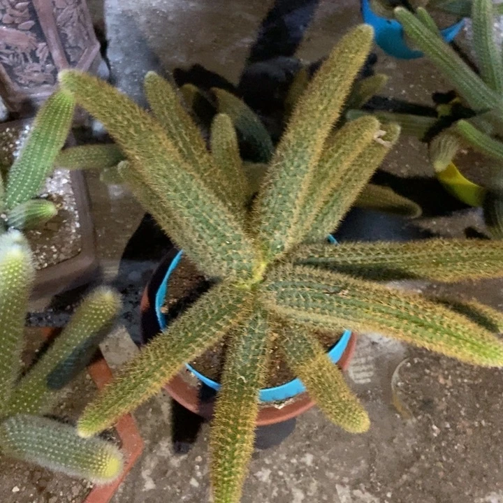 半****花仙人球大红金妞一物一拍