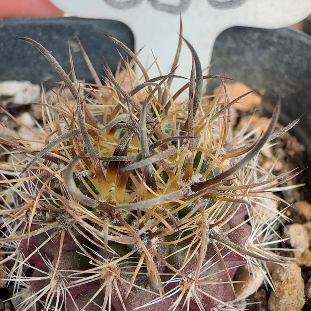 50实生暗黑玉多肉