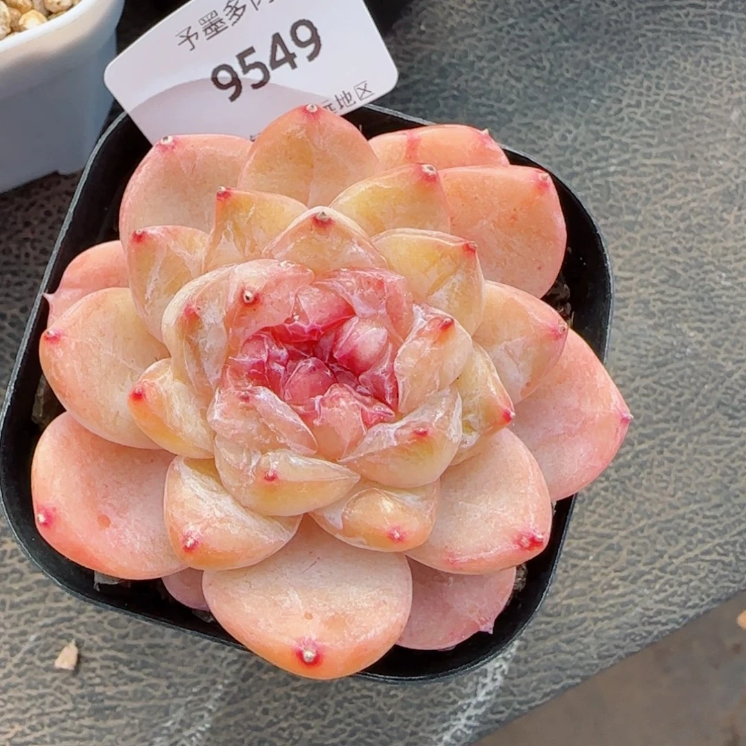 开播福利，9549多肉