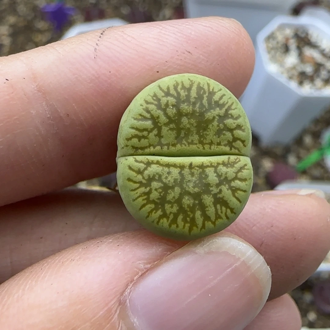 503 清框福利30包邮