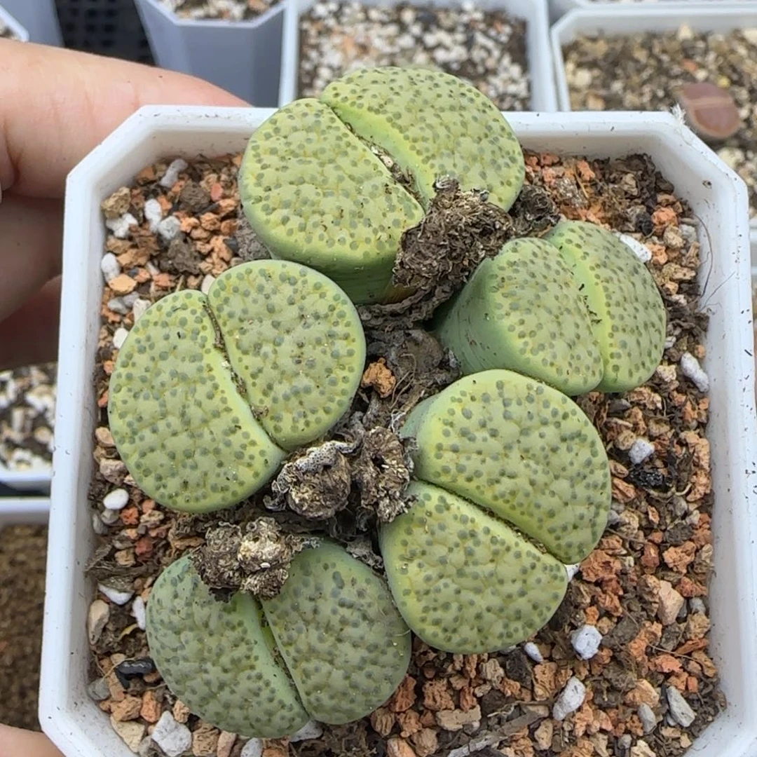 五头微纹群生石花大棚直播