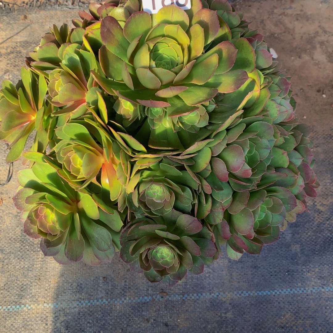 ?****梦166多肉植物盆栽