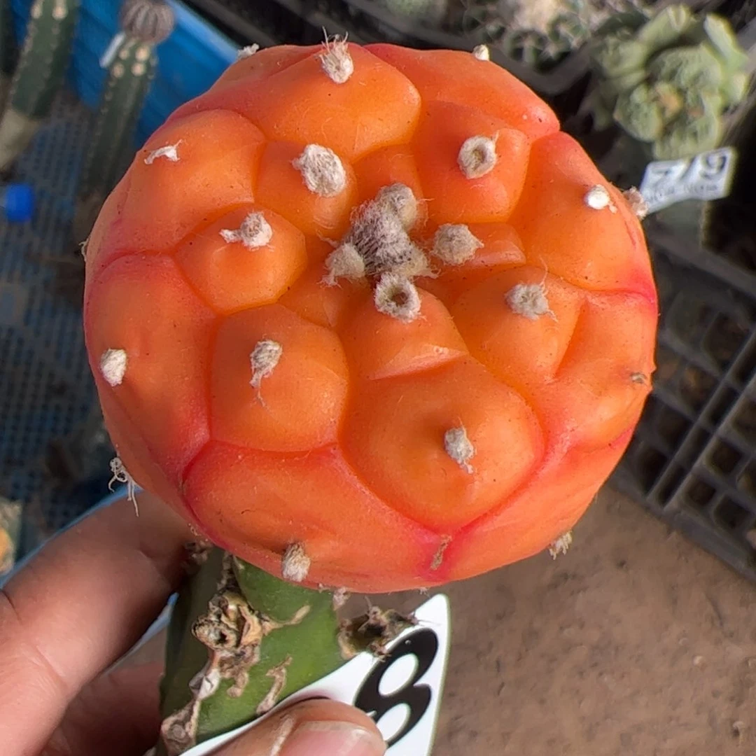 龟甲兜锦仙人球828