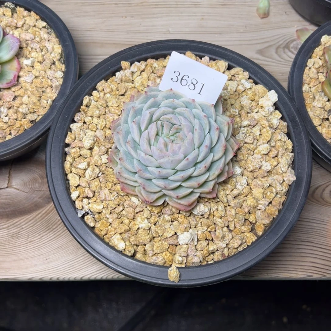 ?**?3681多肉多多多多多多多