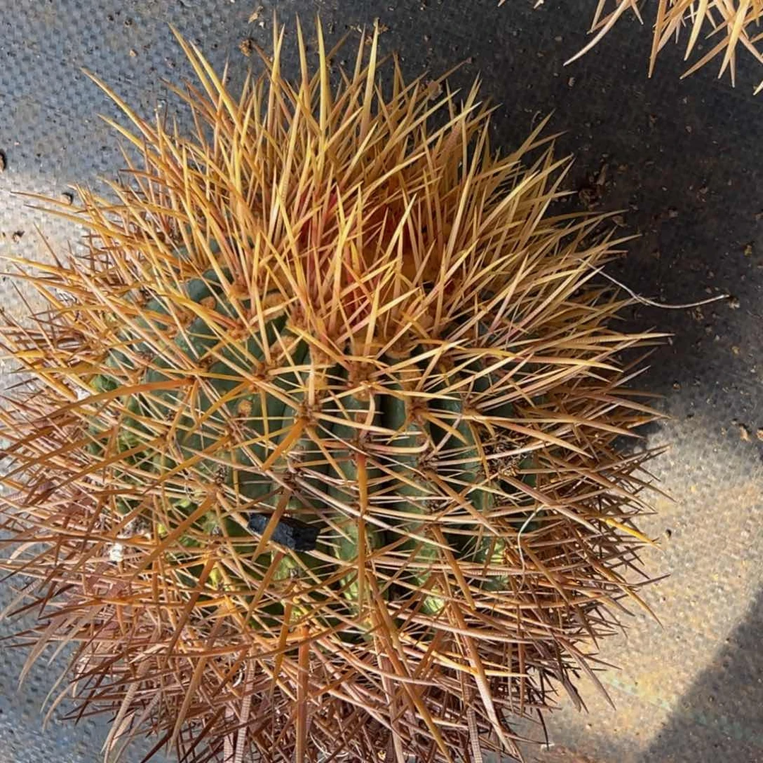 墨西哥原产地（稀有彩虹龙）