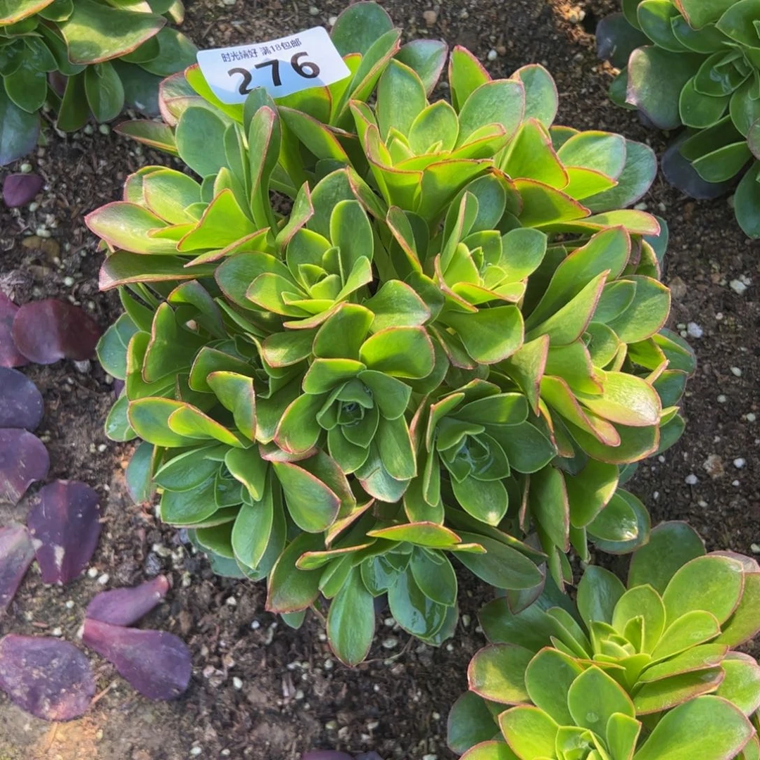 276魅金玫瑰多肉植物