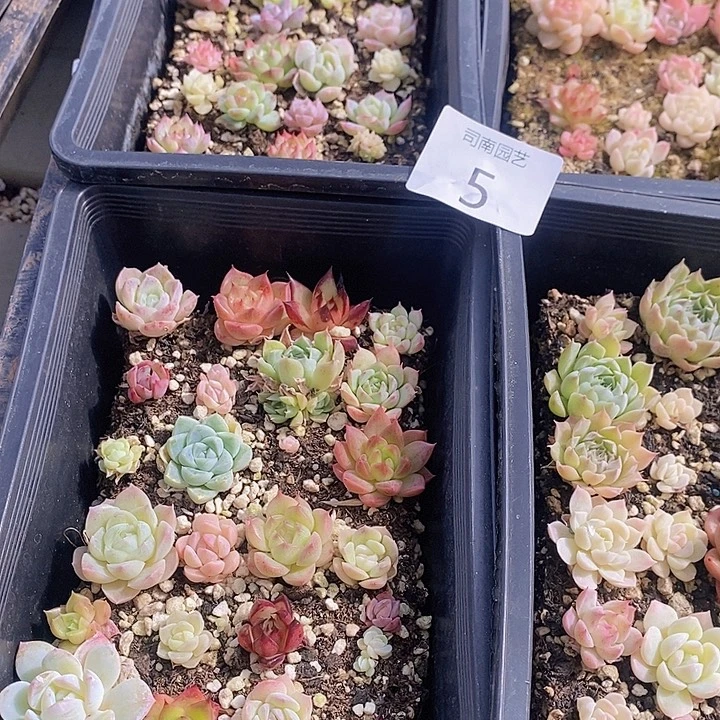 5 多肉植物盆栽花卉