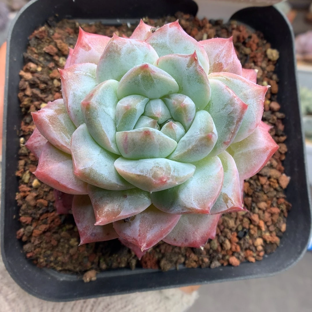42粉钻石化多肉植物