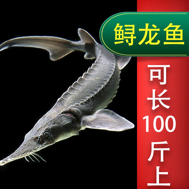 鲟龙鱼四川发货淡水养殖食用观赏均可冷水鱼