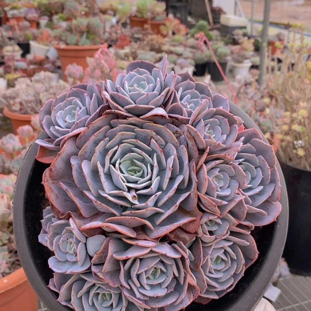 766红粉台阁一物一拍