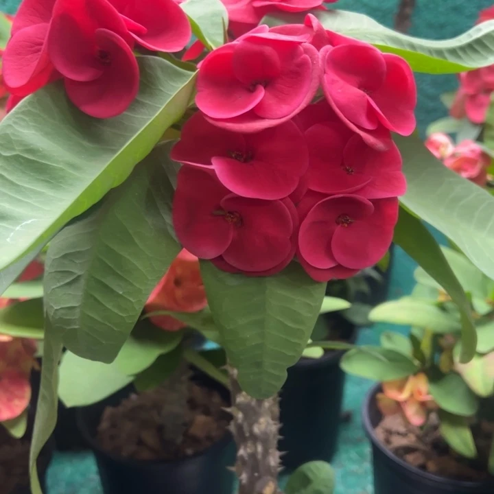 泰品嫁接一物一拍