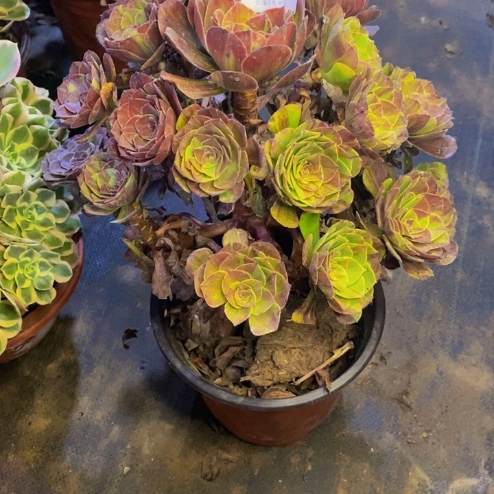 花月夜多肉断头不包3325