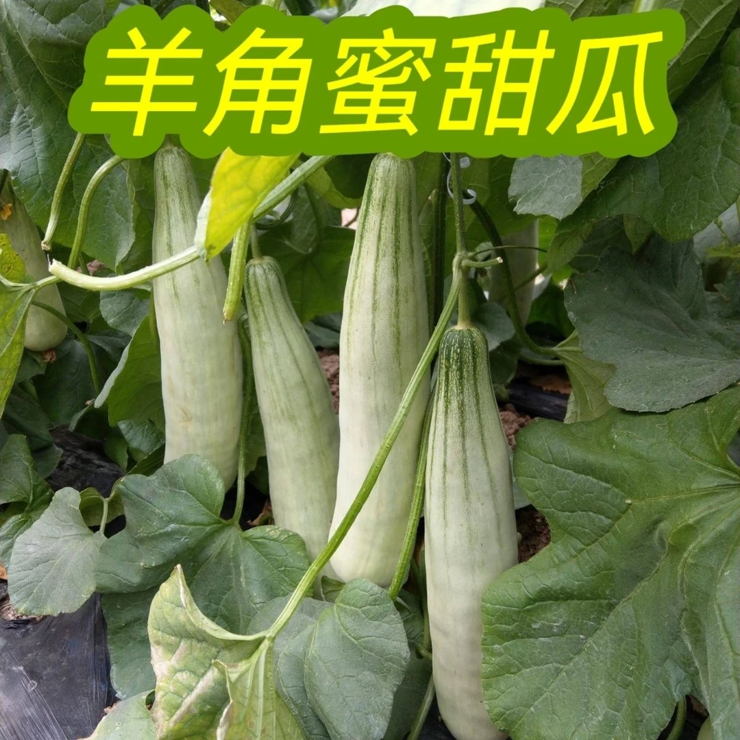 【全店满5元包邮】羊角蜜甜瓜种子蔬菜四季水果种子绿宝石瓜种子