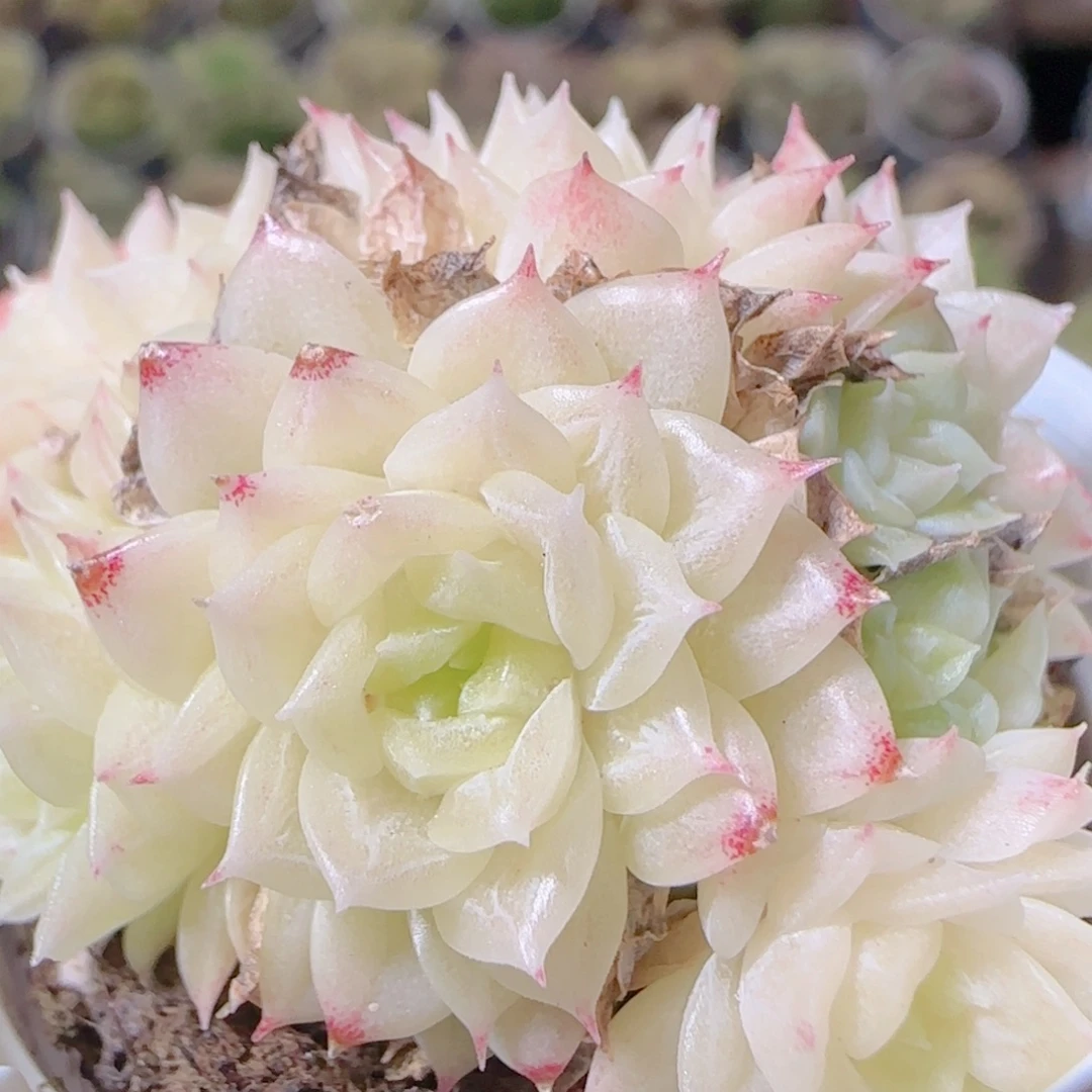 花语逸镜1102-230珠光买