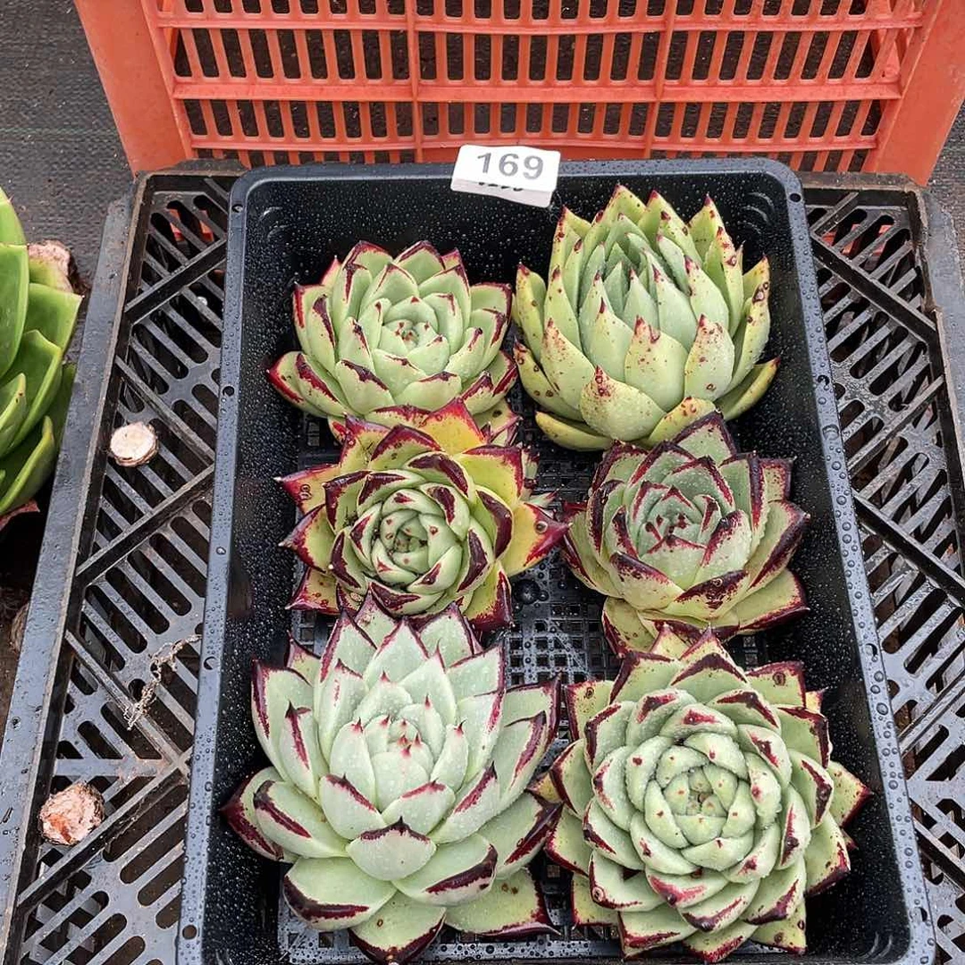 若如东云组拍169