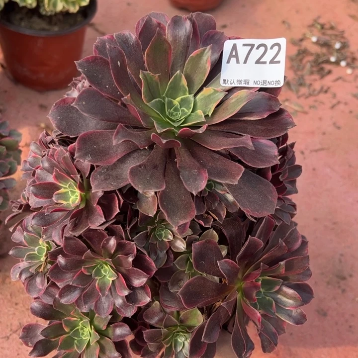 金丝却多肉植物722.