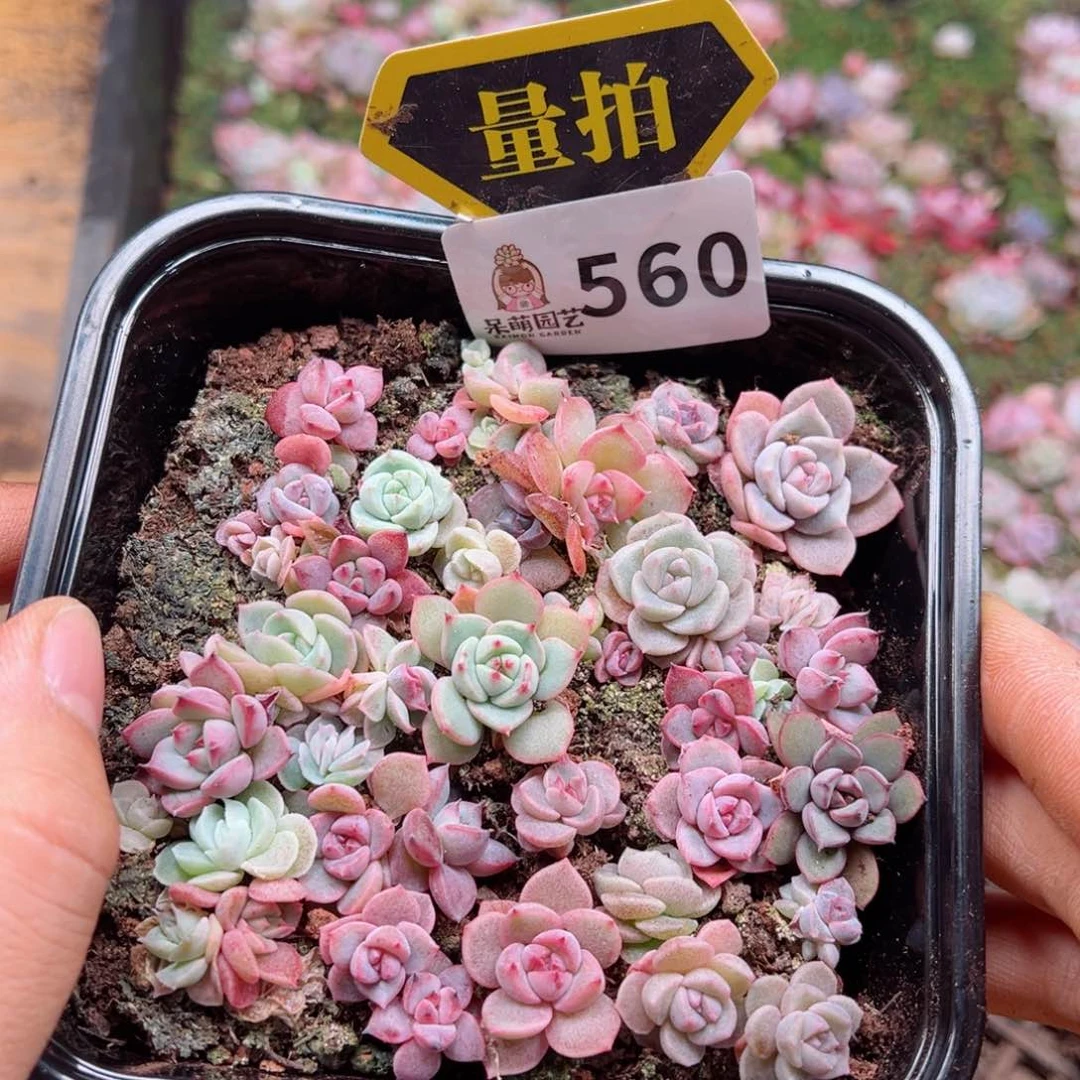多肉植物多肉植物