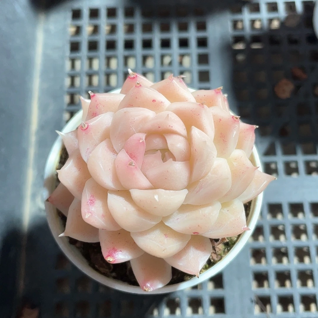 优选麦秆福利9594