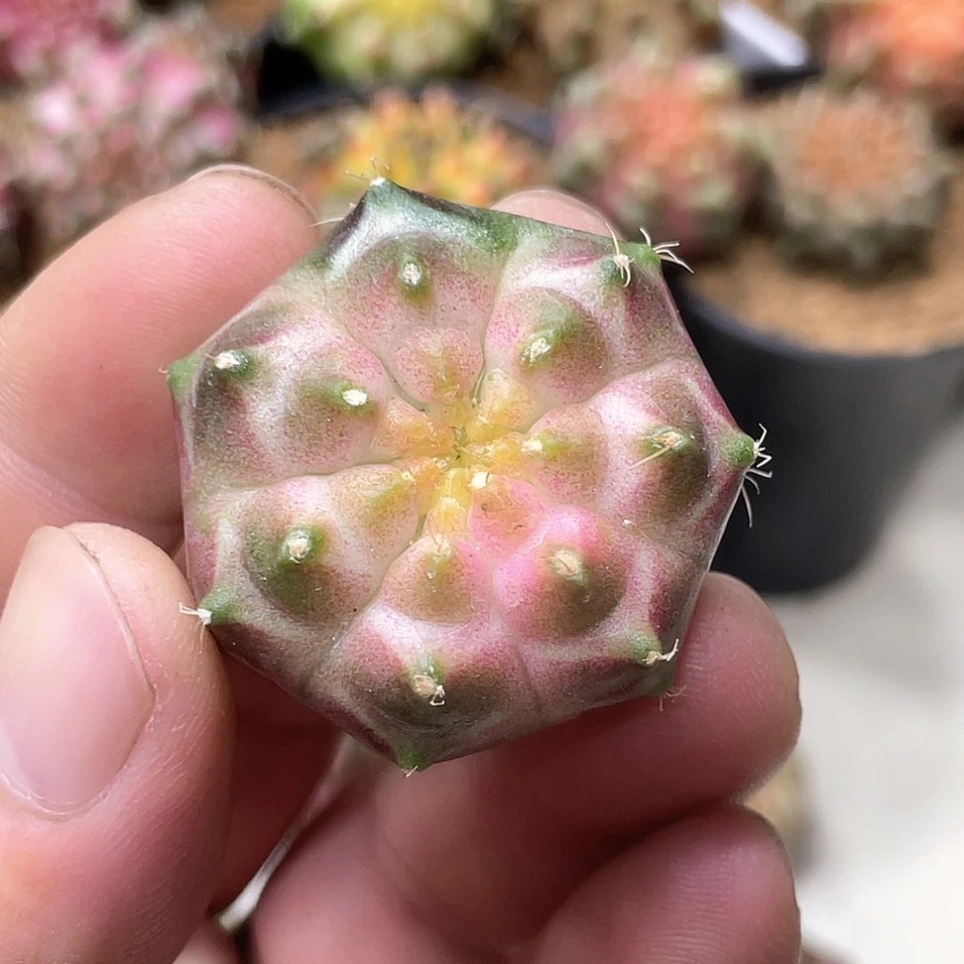 无花朵泰系实生根，粉轮回